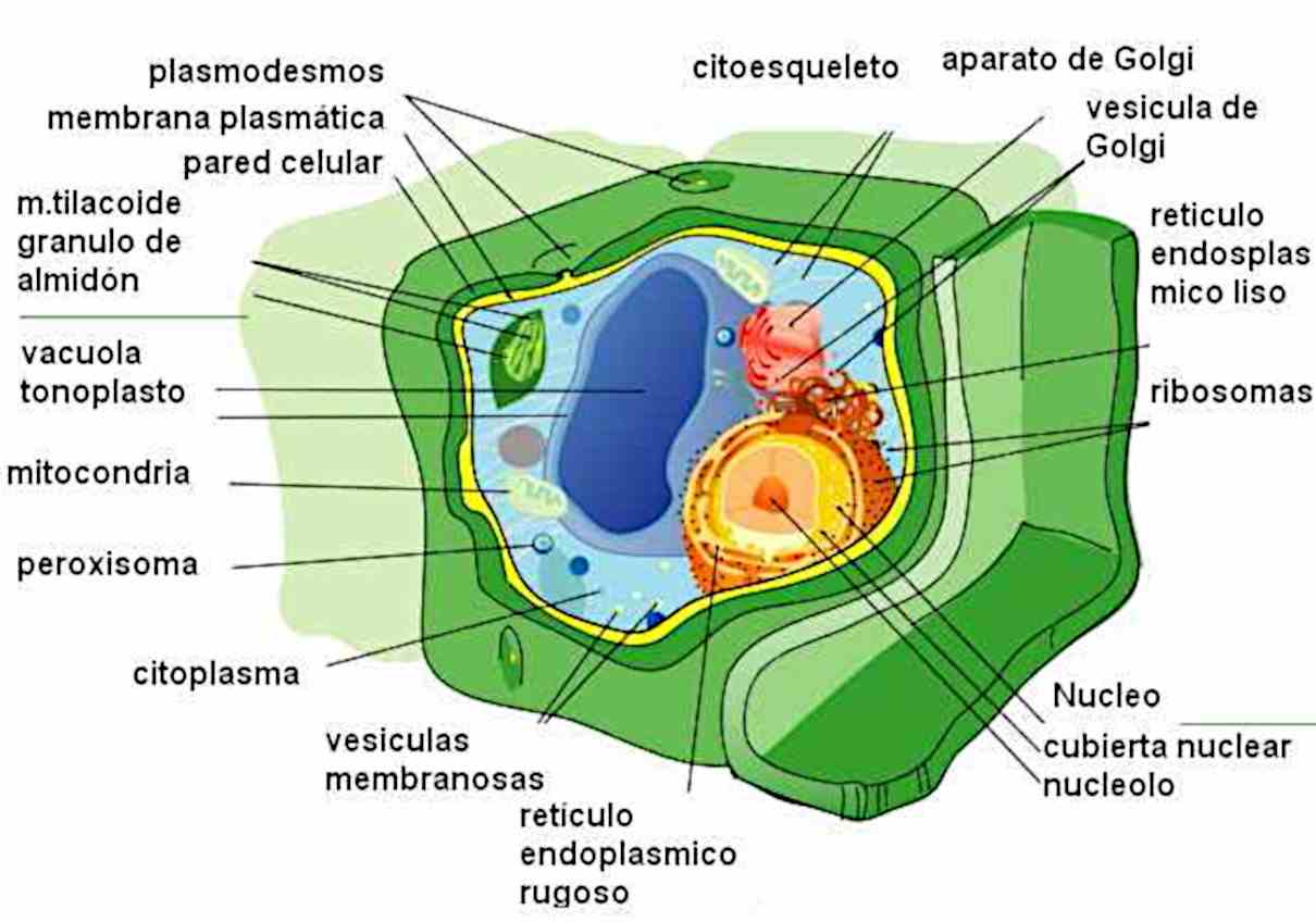 Celula Vegetal Estructuras Funcionamiento Y Sus Partes