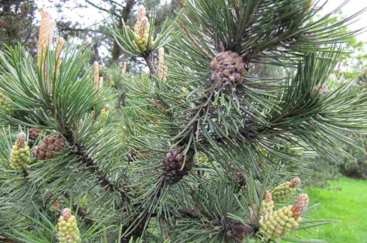 Pinos (pinus): características, reproducción, tipo de hoja y especies